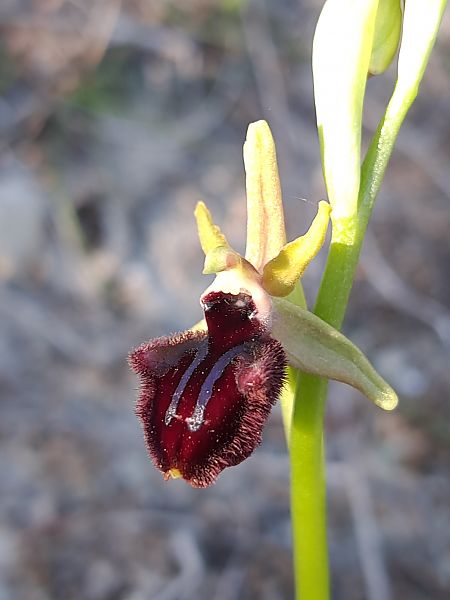 Ophrys incubacea  - Emmanuel Cosson