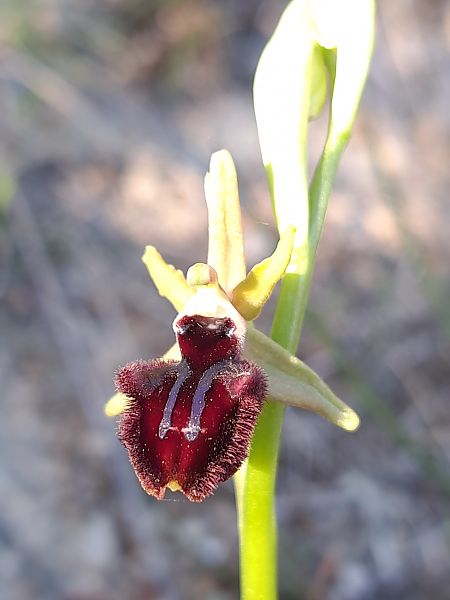 Ophrys incubacea  - Emmanuel Cosson