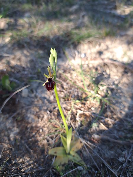 Ophrys incubacea  - Emmanuel Cosson