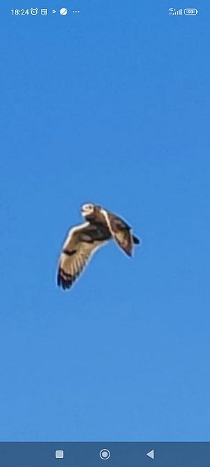 Gufo di palude  - Riccardo de Santis