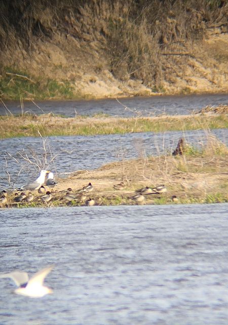 cyraneczka  - Anna Kamilewicz-Wicik