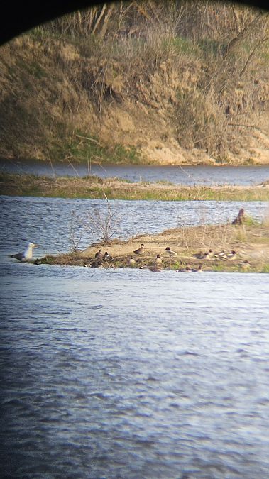 cyraneczka  - Anna Kamilewicz-Wicik