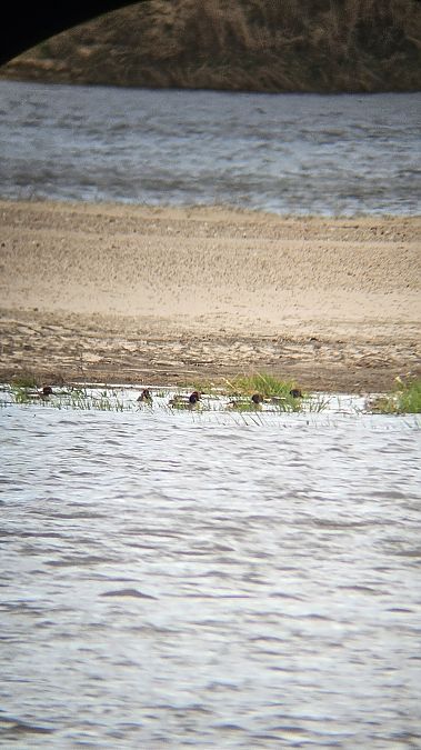 cyraneczka  - Anna Kamilewicz-Wicik