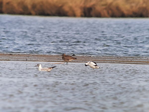 Courlis corlieu  - Franz Stoll