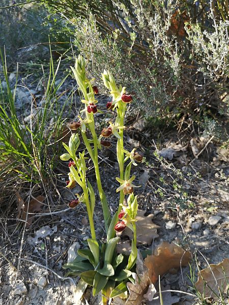 Ophrys provincialis  - Richard Fay