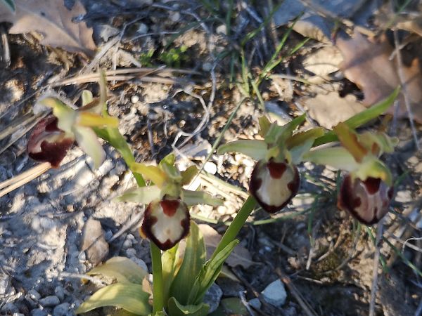Ophrys provincialis  - Richard Fay