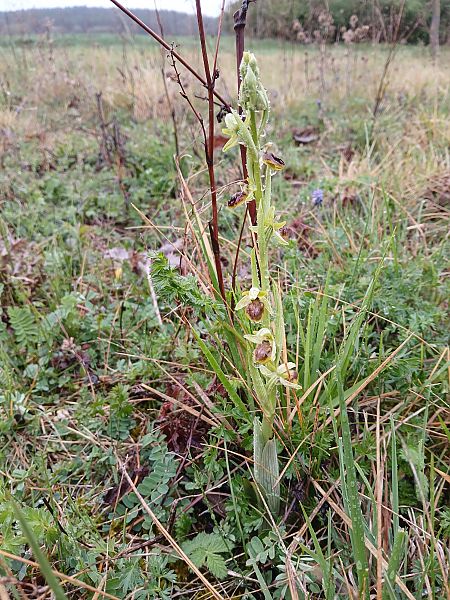 Ophrys sphegodes  - Alain Falvard
