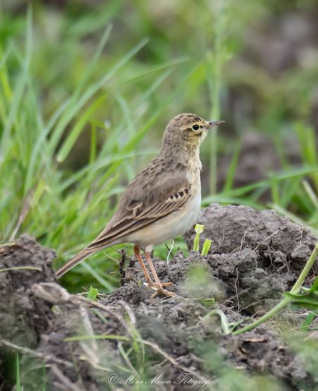 Pipit rousseline  - Monika H. M. Klocker