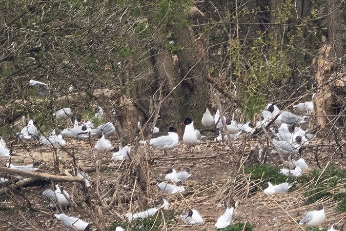 mewa czarnogłowa  - Katarzyna Szałas