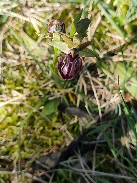 Ophrys passionis  - Isabel Casas Navarrete