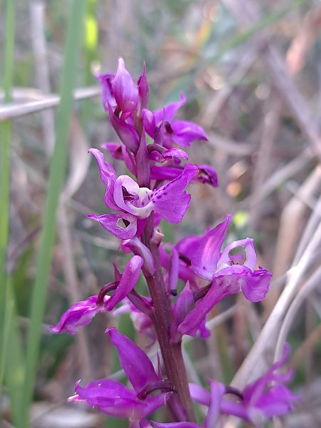 Orchis ovalis  - Emmanuel Cosson