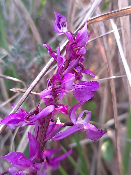 Orchis ovalis  - Emmanuel Cosson