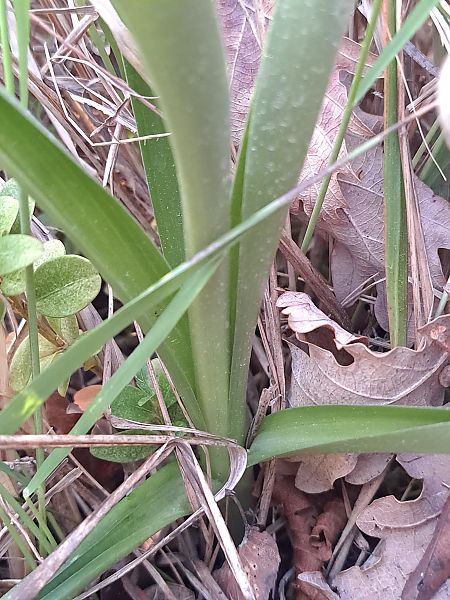 Orchis ovalis  - Emmanuel Cosson