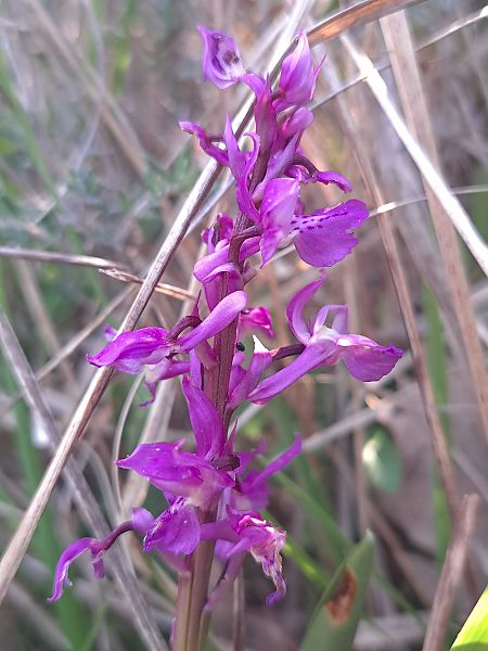 Orchis ovalis  - Emmanuel Cosson