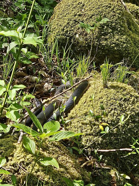 Biacco  - Elisa de Belli (FVG)