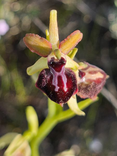 Ophrys passionis  - Bertrand Von Arx