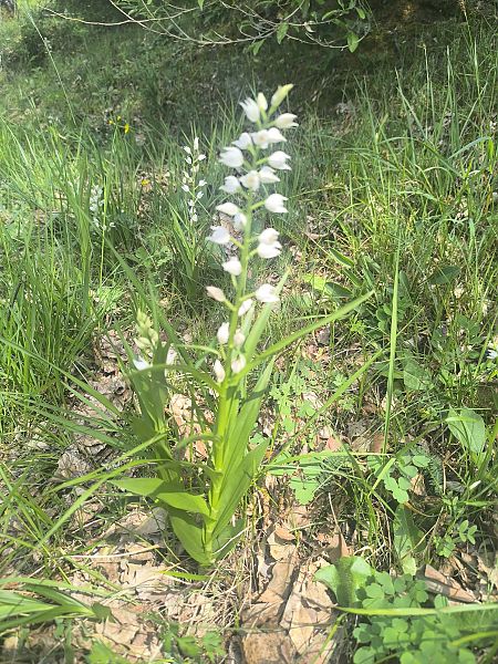 Cephalanthera longifolia  - Mirko Tomasi