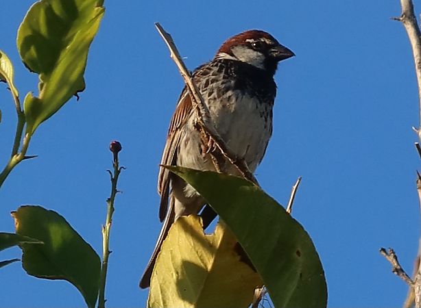 Passera sarda  - Jean Toubert