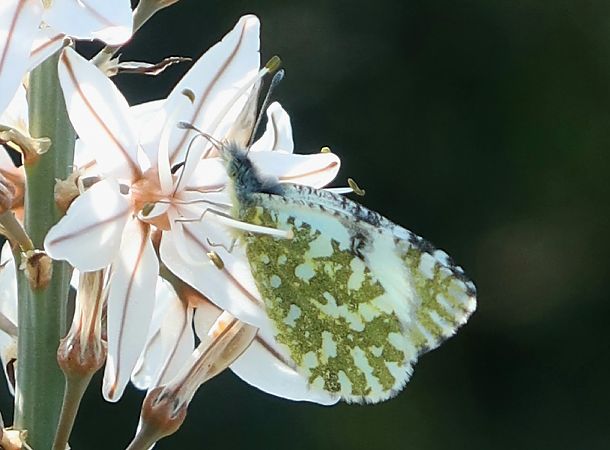 Euchloe crameri  - Jean Toubert