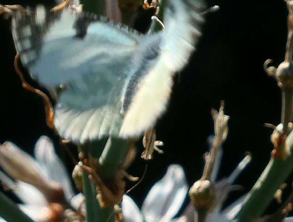 Euchloe crameri  - Jean Toubert