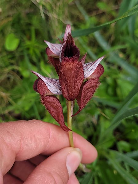 Serapias cordigera  - Thomas Lux