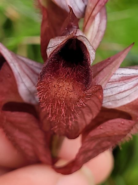 Serapias cordigera  - Thomas Lux