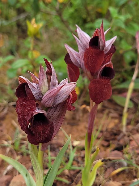 Serapias cordigera  - Thomas Lux