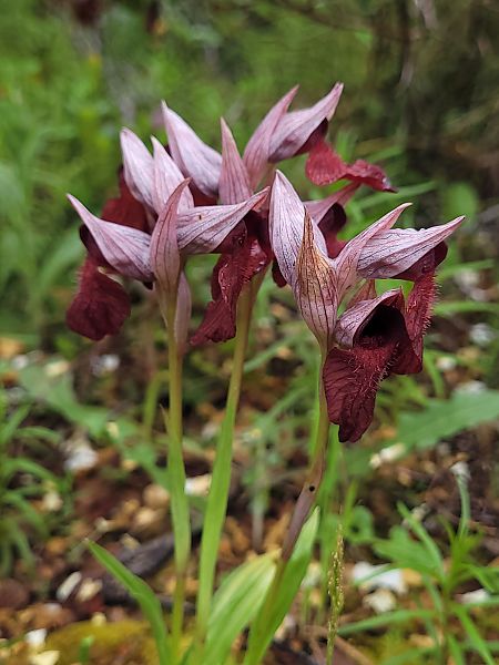 Serapias cordigera  - Thomas Lux