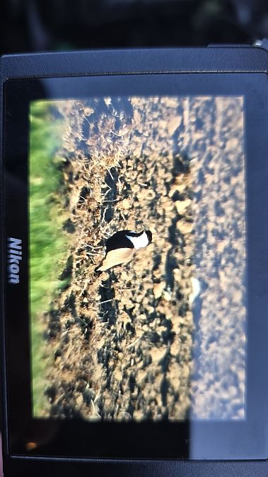 czajka szponiasta  - Michał Wnuk