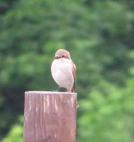Averla piccola  - Monica Carabella