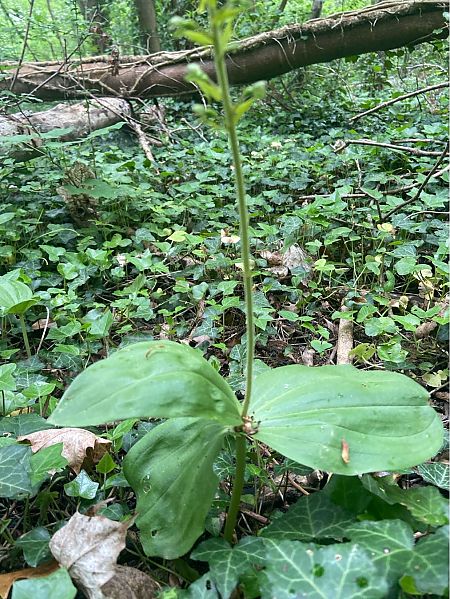 Neottia ovata  - Jean-Pierre Crepeau