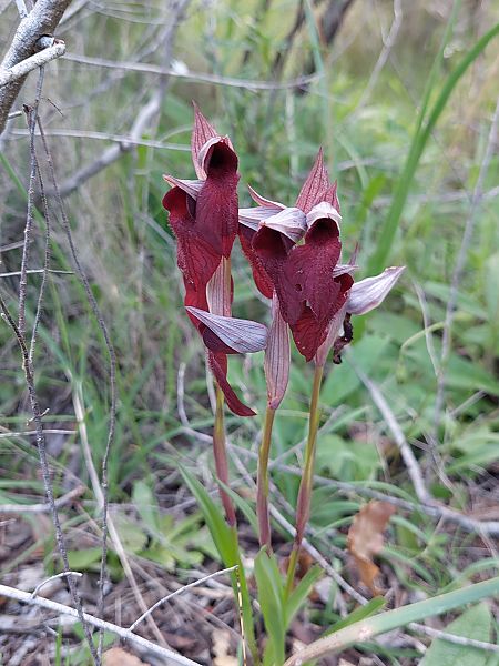 Serapias cordigera  - Bernard Sonnerat