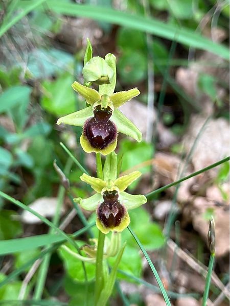 Ophrys litigiosa  - Florent de Gasperis