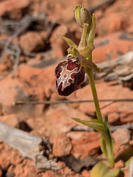 Ophrys provincialis  - Frank Dhermain
