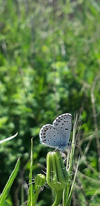 Pseudophilotes baton  - Michele Cento