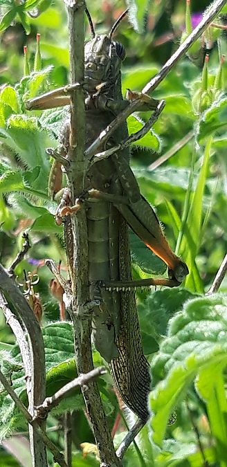 Anacridium aegyptium  - Michele Cento