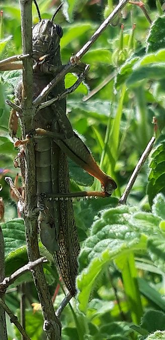 Anacridium aegyptium  - Michele Cento