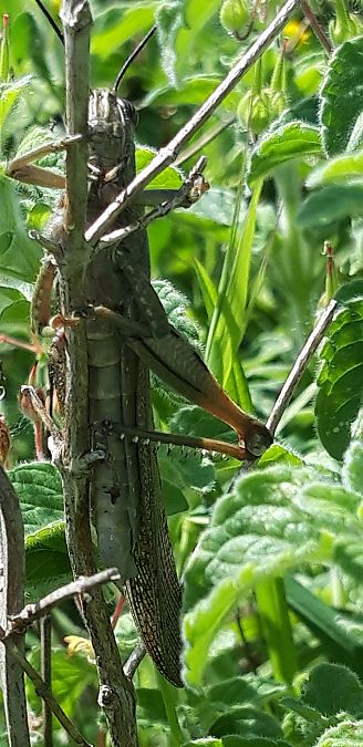 Anacridium aegyptium  - Michele Cento