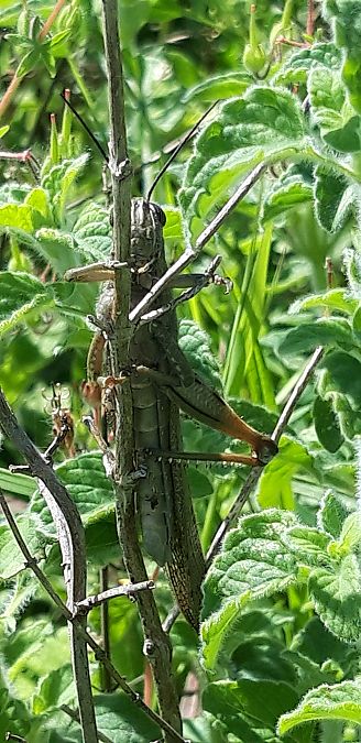 Anacridium aegyptium  - Michele Cento