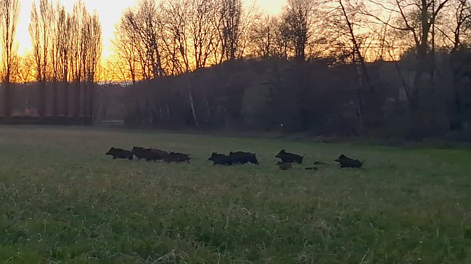 Cinghiale  - Renato Cottalasso