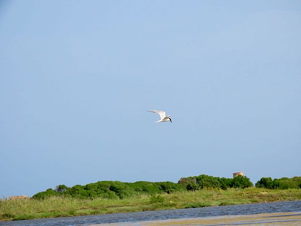 Sterna zampenere  - Giuseppe Mirlocca