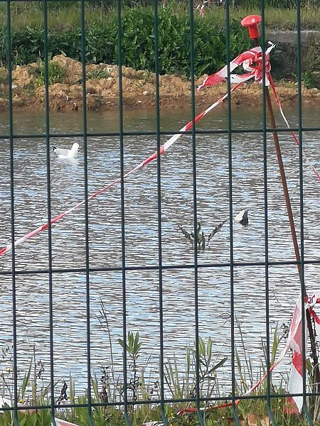 Gabbiano reale  - Laura Bonanno