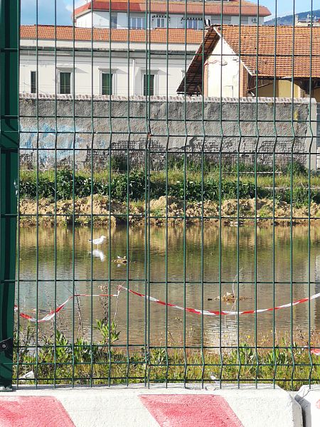 Gabbiano reale  - Laura Bonanno