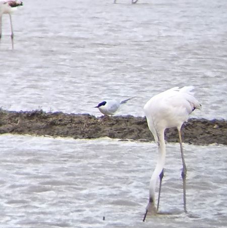 Curroc  - Gerard Tejero Casasayas