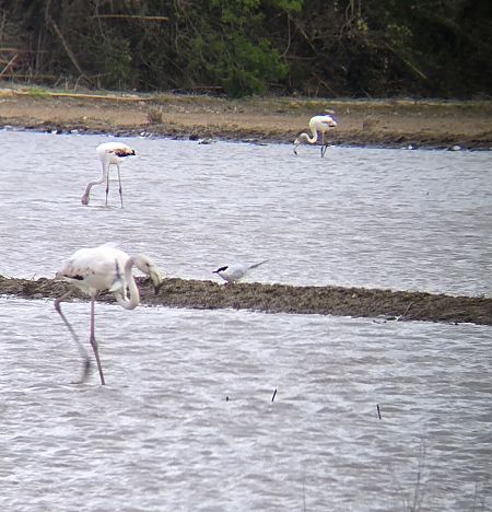 Curroc  - Gerard Tejero Casasayas