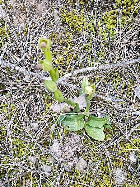 Ophrys forestieri  - Isabel Casas Navarrete