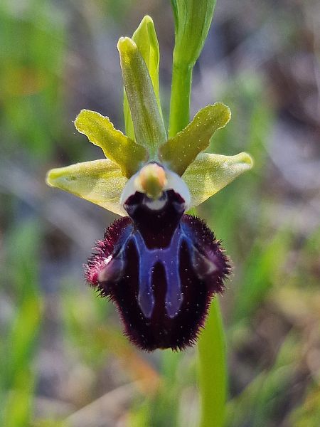 Ophrys incubacea  - Diane Raibaut