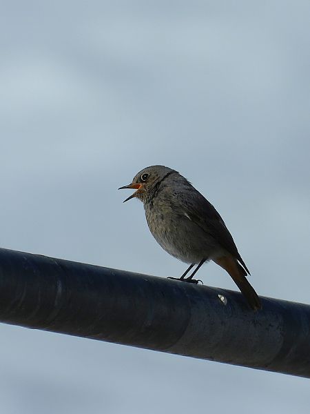 Codirosso spazzacamino  - Ellen Heidler
