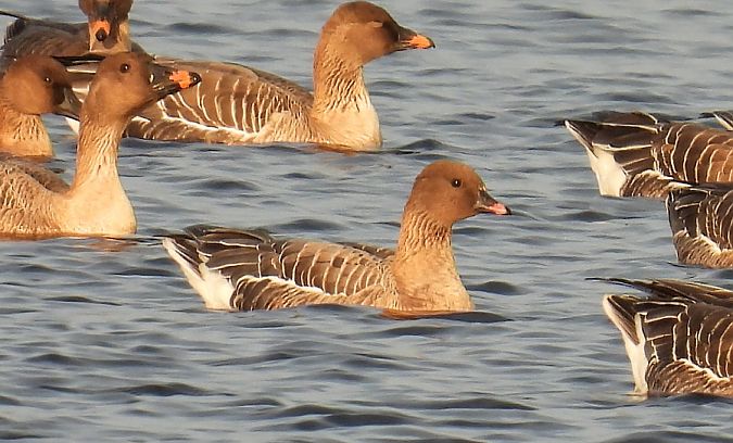 Oie à bec court  - Kacper Mikulski
