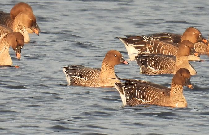 Kurzschnabelgans  - Kacper Mikulski